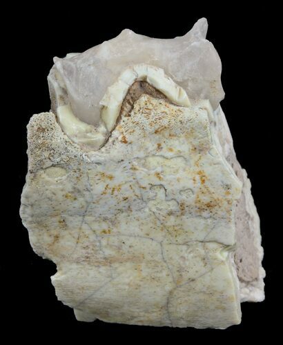 Hyracodon (Running Rhino) Molar In Jaw - South Dakota #60945